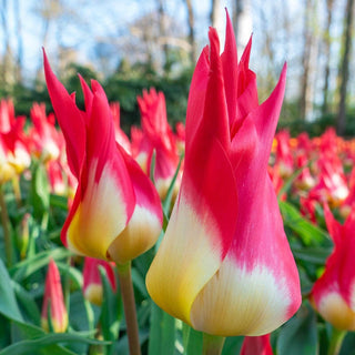 Flames Mystery Tulip Seeds